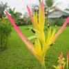 Yellow/ pink parrot flower
