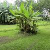 banana grove