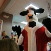 Chic - Fil - A Cow