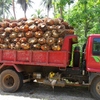 oil palm truck