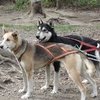 Sled dogs training