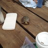 Turtle on Table